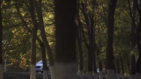 The sun shone on the leaves Stock Footage 125313951