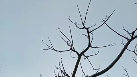 The sun shone softly behind thin clouds, illuminating the dark trees. Stock Footage 327911881