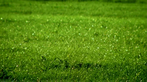 Sun Shower on Green Grass - Passing Rain, Sprinkler Stock Footage