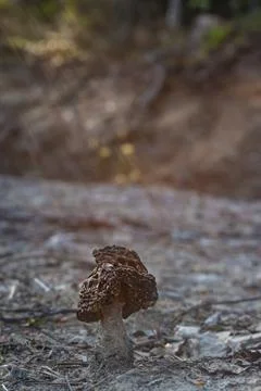 Sun shower Stock Photos