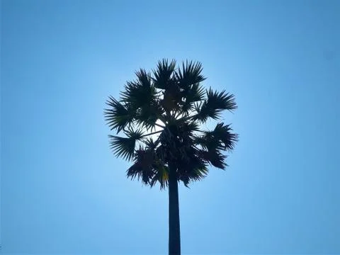 Sun silhouette of cambodian sugar palm tree Stock Photos