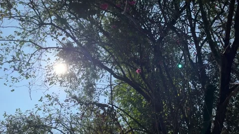 Sun With Silhouette Stock Footage 273291942