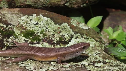 A sun skink (Eutropis multifasciata) basking on a wooden log Stock-Footage 330370421