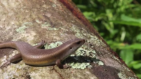 A sun skink (Eutropis multifasciata) basking on a wooden log Stock-Footage 331170885