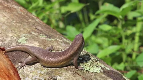 A sun skink (Eutropis multifasciata) basking on a wooden log Stock-Footage 331170893