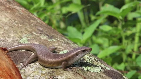 A sun skink (Eutropis multifasciata) basking on a wooden log Stock-Footage 331170898