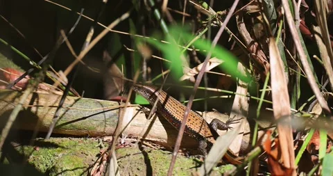 Sun skink lizard resting on log in tropical rainforest Stock Footage 333726489