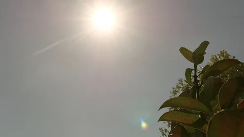 Sun, Sky and Wind blowing on leaves Stock Footage 96116258