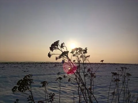 Sun Sky Bush Stock Photos