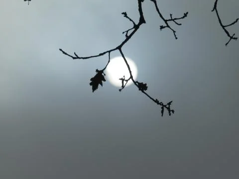 Sun, sky, tree, sunshine Stock Photos