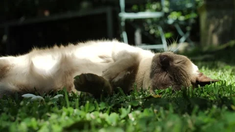 Sun on a sleeping Burmese cat slow motion 4K Stock Footage 170103714
