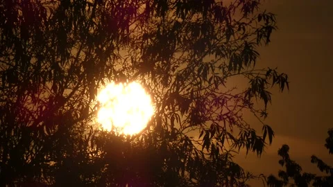 The sun slowly sets behind the silhouette of willow branches Video stock 157073223