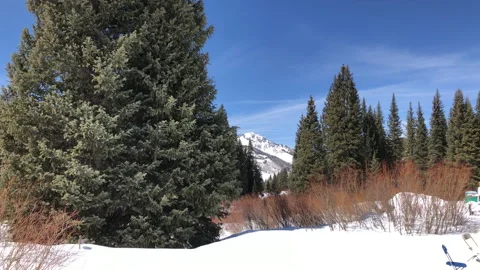 Sun Snow Big Pine Tree Stock Footage 156940695