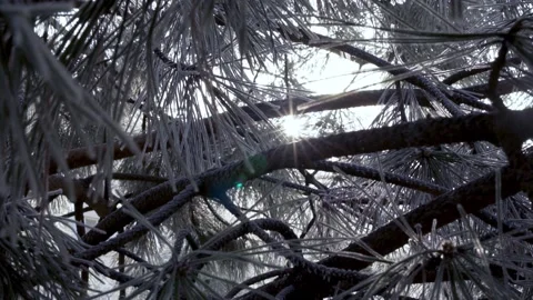 The Sun in The Snow-Covered Branches Of The Pines Near The House Is Slow Motion. Stock Footage 235923274