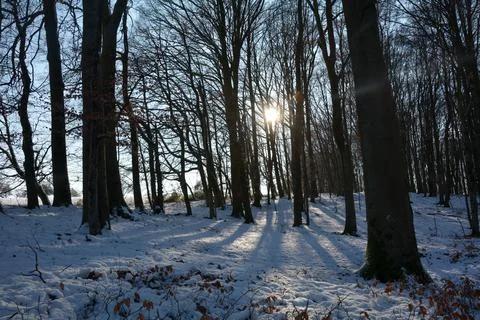 Sun with snow in the forest Stock Photos