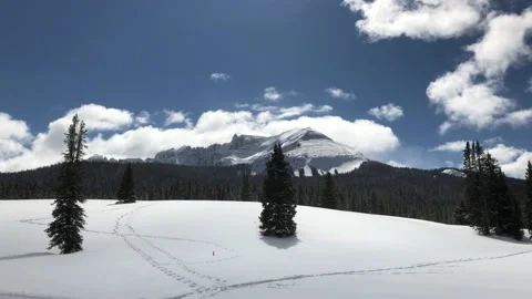 Sun Snow Pine Tree Blue Sky Video stock 156940967