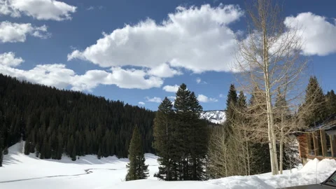 A Sun Snow Pine Tree cold Stock Footage 156939896