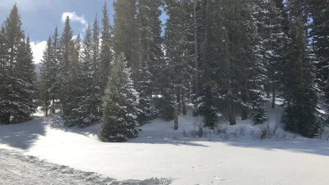 Sun Snow Pine Tree Stock Footage 156941723