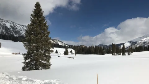 Sun Snow Pine Tree Up Front Video stock 156941501