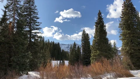 Sun Snow Pine Tree grass Stock Footage 156941235