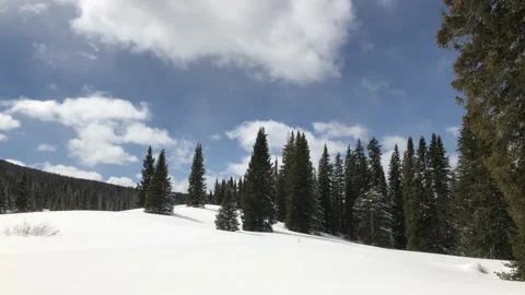 Sun Snow Pine Tree Grove Stock Footage 156941211