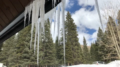 Sun Snow Pine Tree Melting Icicles Stock Footage 156941268