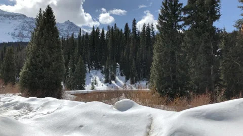 Sun Snow Pine Tree tressel Video stock 156941421