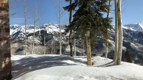 Sun Snow Pine Tree. White birch Video stock 156941727