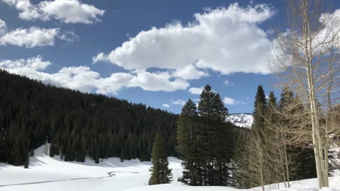 Sun Snow Pine Tree Winter Video stock 156941668