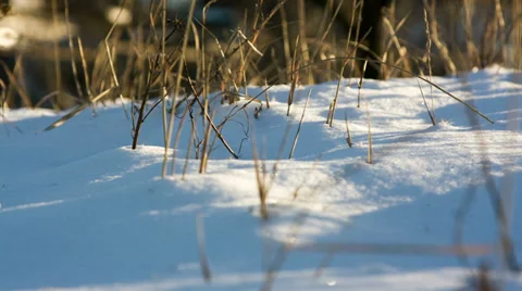 Sun, snow, tree RAW quality Stock Footage 39251240