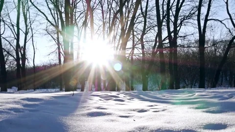Sun in the Snowy Forest 库存影片 72438534
