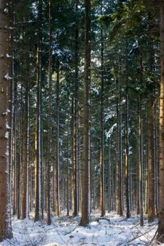 Sun in snowy pine forest, vertical Stock Photos