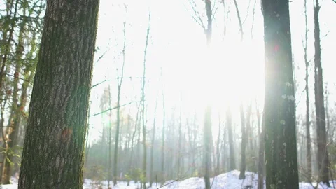 Sun in the snowy woods, Dolly Stock Footage 69938425