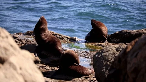 Sun Soaking Seals Stock Footage 130586346