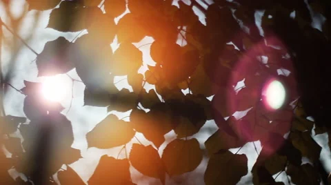 Sun Sparkles. Fall Background. Camera Move. Stock Footage 44404509