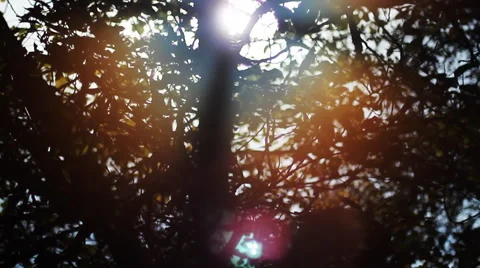 Sun Sparkles. Fall Background. Stock Footage 42139314