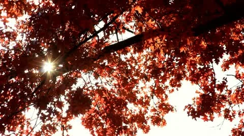 The Sun Sparkles Through Red Fall Foliage in NYC Stock Footage 10751268