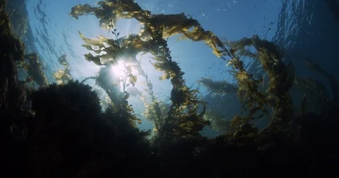 Sun sparkling through kelp forest flowing in surge Video stock 125871516