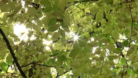 Sun Sparkling Through Leaves Stock Footage 98883393