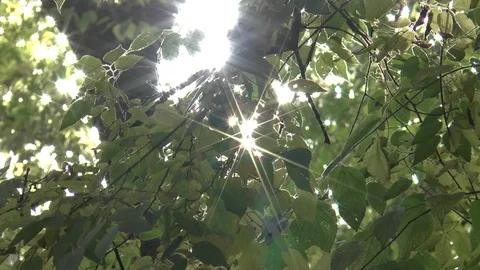 Sun Sparkling Through Leaves Stock Footage 98937874