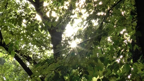 Sun Sparkling Through Leaves Stock Footage 98938890
