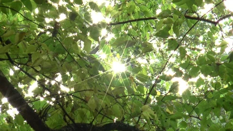 Sun Sparkling Through Leaves Stock Footage 99920447