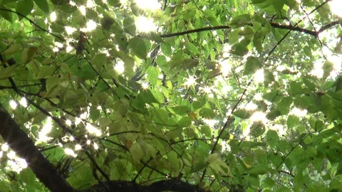 Sun Sparkling Through Leaves Stock Footage 99920582