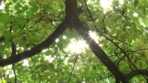 Sun Sparkling Through Leaves Stock Footage 99924192