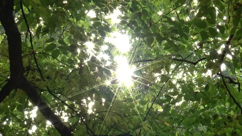 Sun Sparkling Through Leaves Stock Footage 99924941
