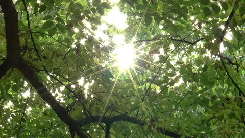 Sun Sparkling Through Leaves Stock Footage 99924946