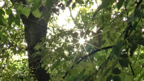 Sun Sparkling Through Leaves Stock Footage 99925098