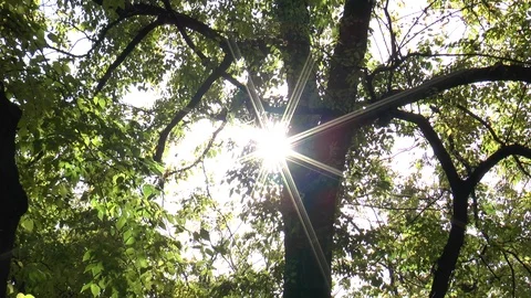Sun Sparkling Through Leaves Stock Footage 100286093