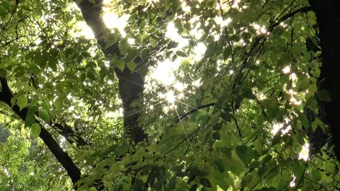 Sun Sparkling Through Leaves Stock Footage 100334849