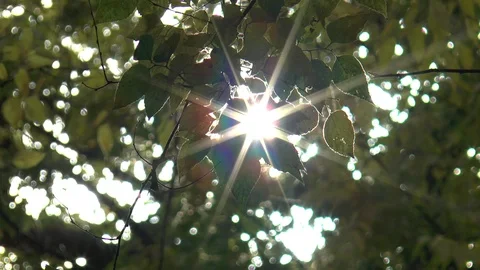 Sun Sparkling Through A Tree Stock Footage 98881089